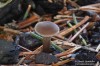 penízovka spáleništní (Houby), Tephrocybe ambusta (Fungi)